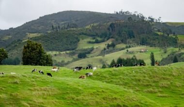 Vibrant Silvopasture Landscape: Grazing Cattle in Lush Green Fields