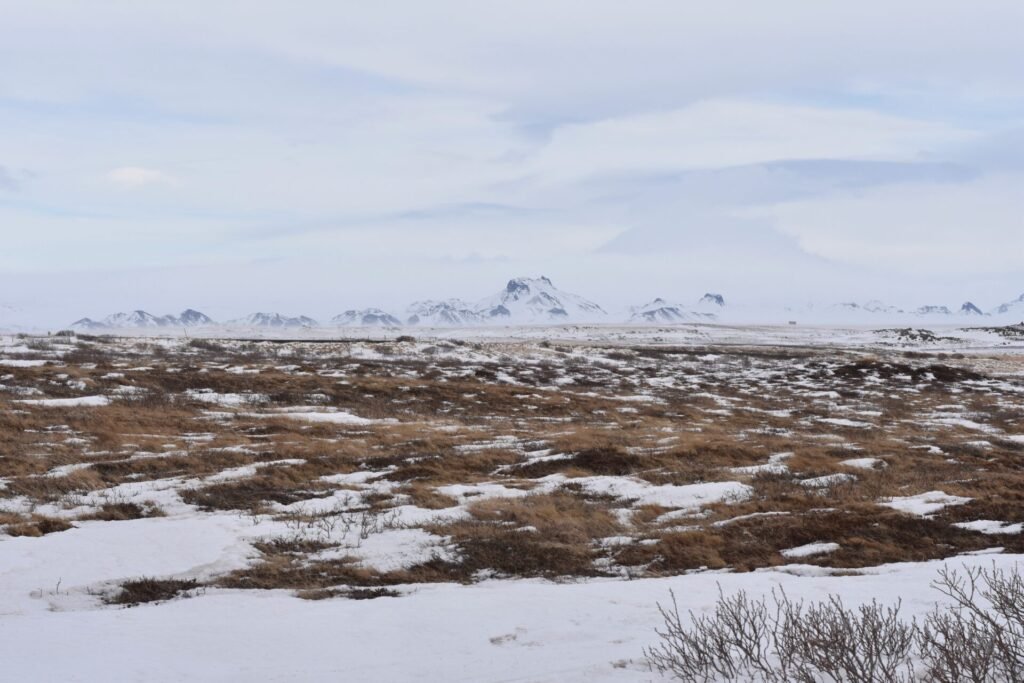 Thriving Life in the Tundra Ecosystem: Nature's resilience on display in the frozen expanse.