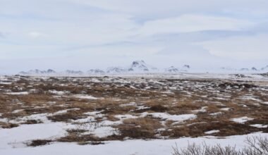 Thriving Life in the Tundra Ecosystem: Nature's resilience on display in the frozen expanse.