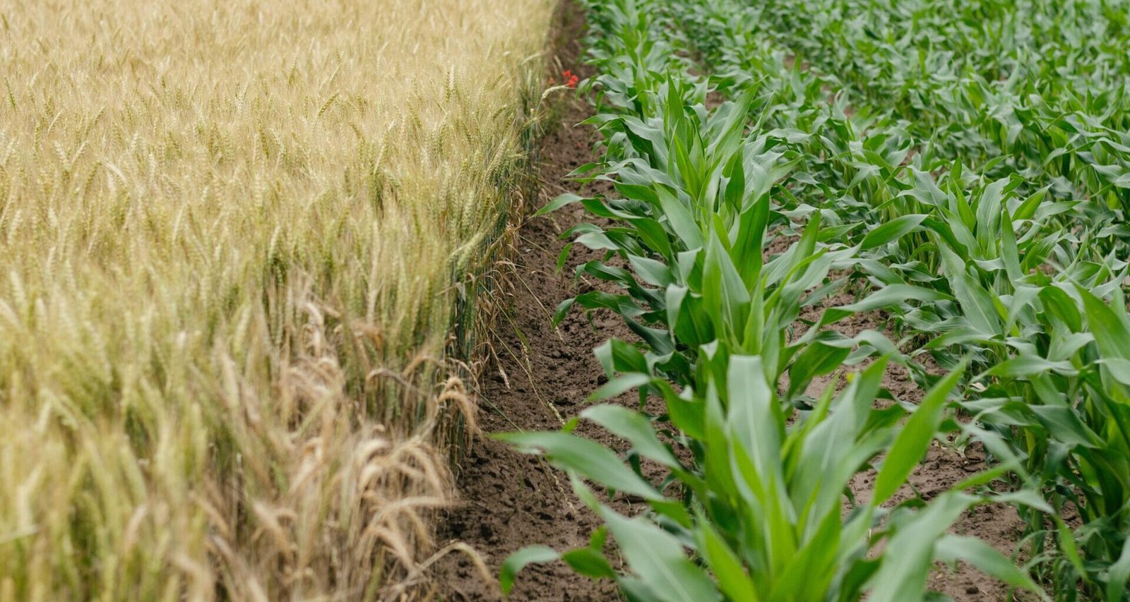 Crop Rotation Enhances Agriculture for Greater Yields and Soil Health