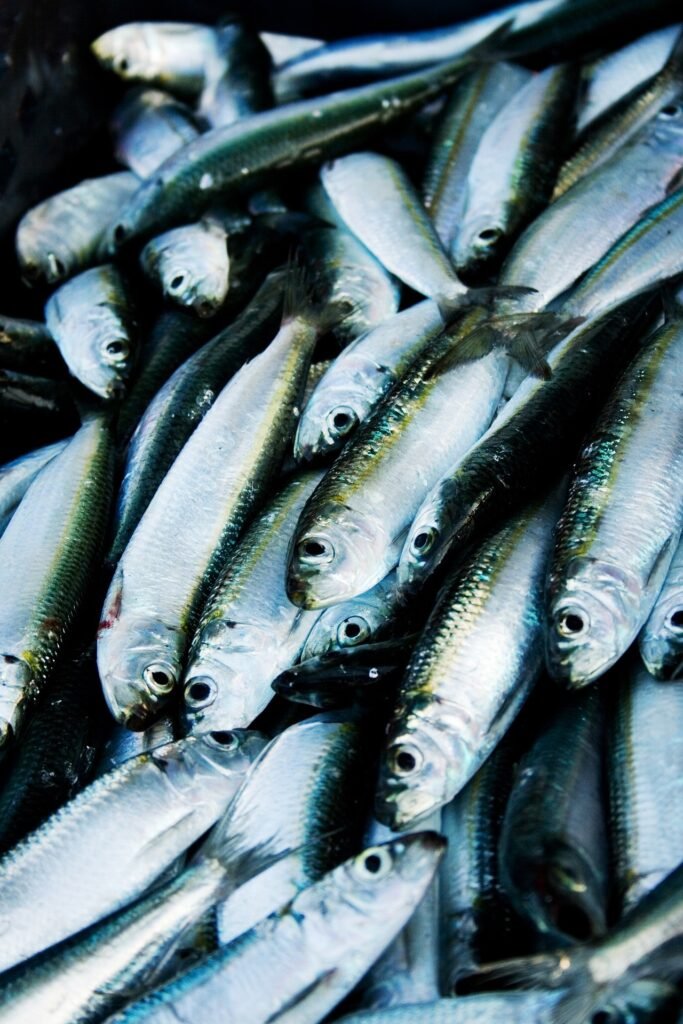 The Perilous Consequences of Overfishing
