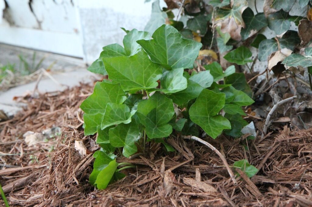 A thriving plant enveloped in nurturing organic mulch