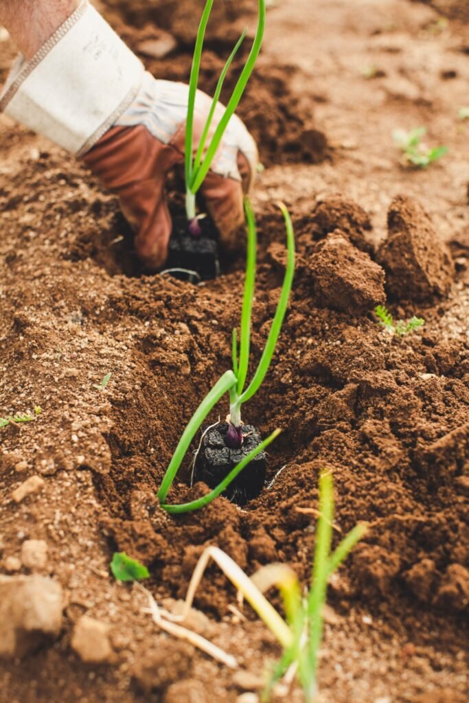 Cultivating a greener tomorrow through regenerative agriculture practices