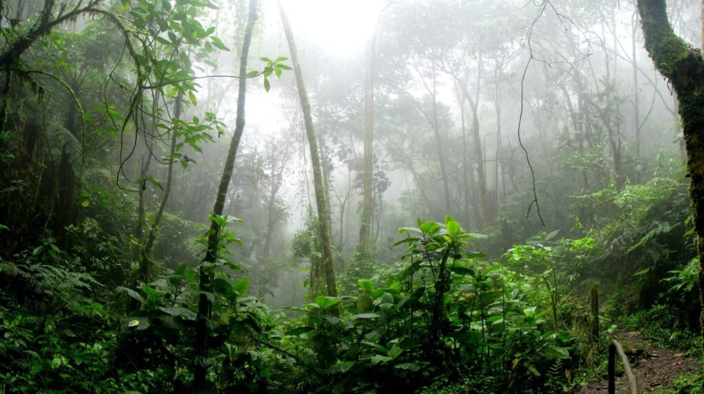 Tropical Ecosystems: Biodiversity in Exotic Paradises
