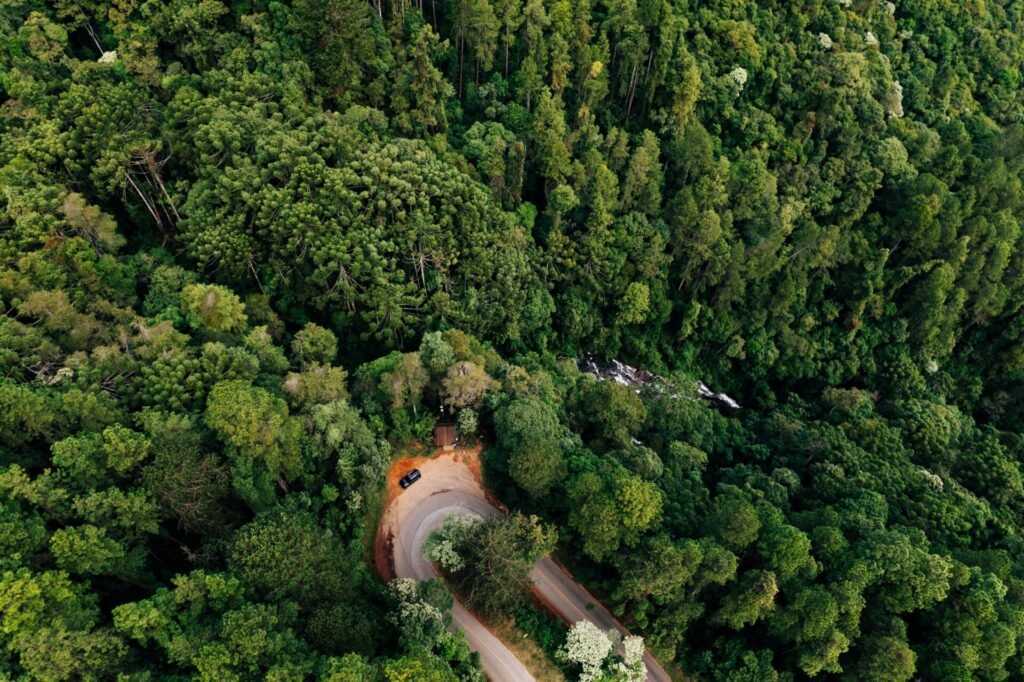 Lush Forest Ecosystems: Nature's Lungs at Work