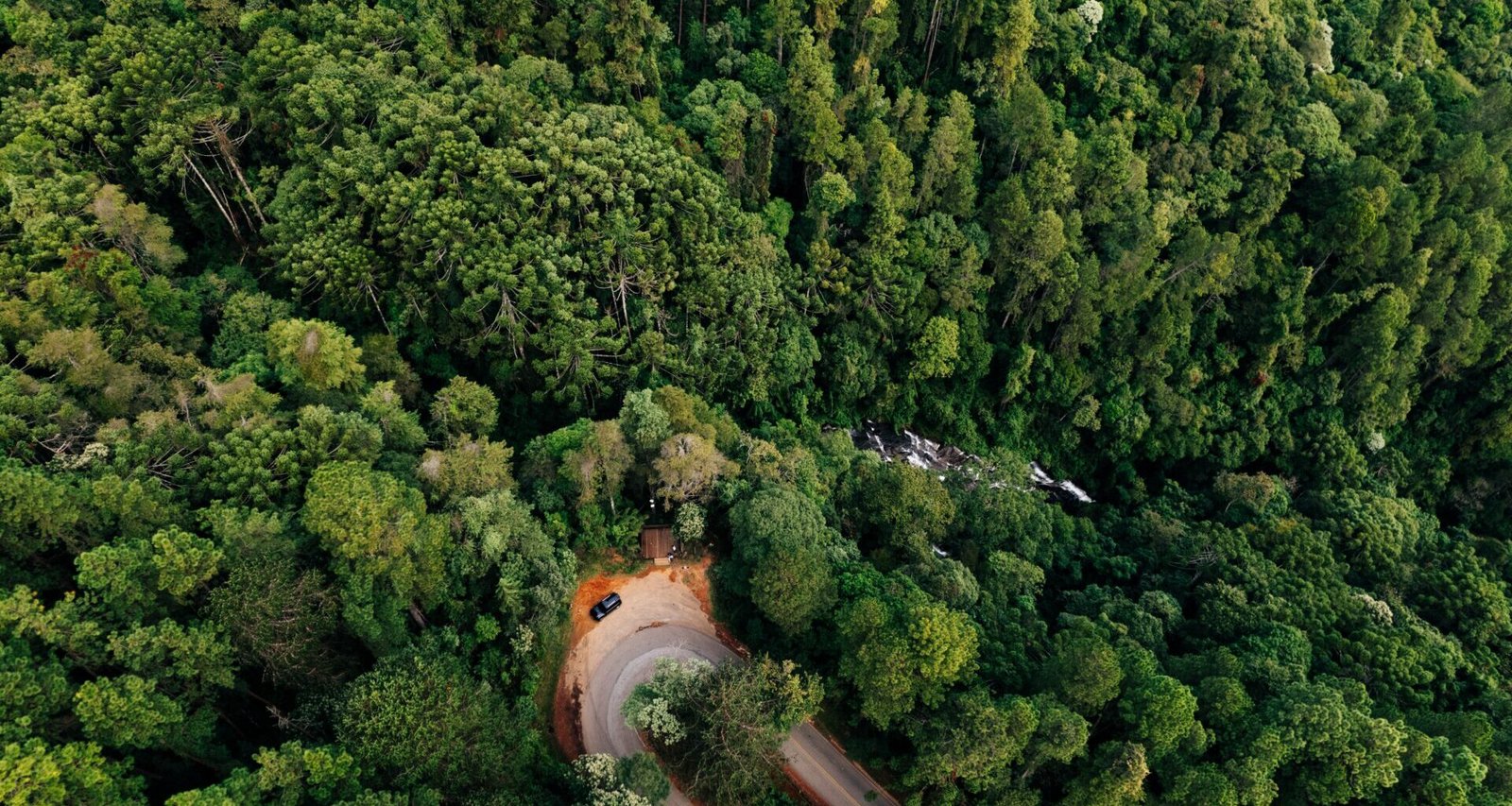 Lush Forest Ecosystems: Nature's Lungs at Work
