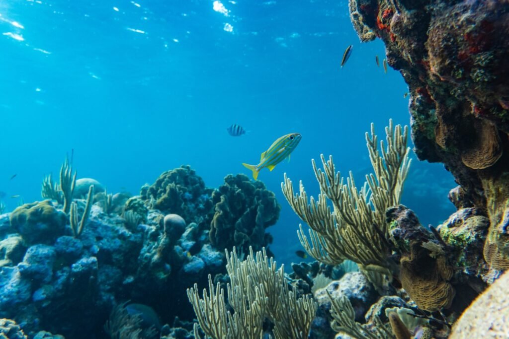 Aquatic Ecosystems: A World Beneath the Surface