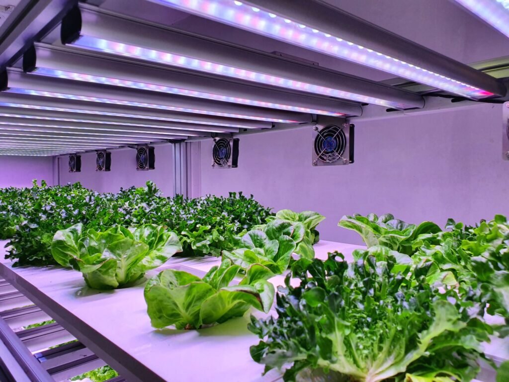 Thriving Gardens in the World of Hydroponic Ecosystems