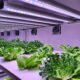 Thriving Gardens in the World of Hydroponic Ecosystems