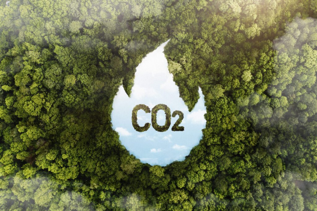 Carbon Farming at Work: New Zealand's Forests in the Fight Against CO2